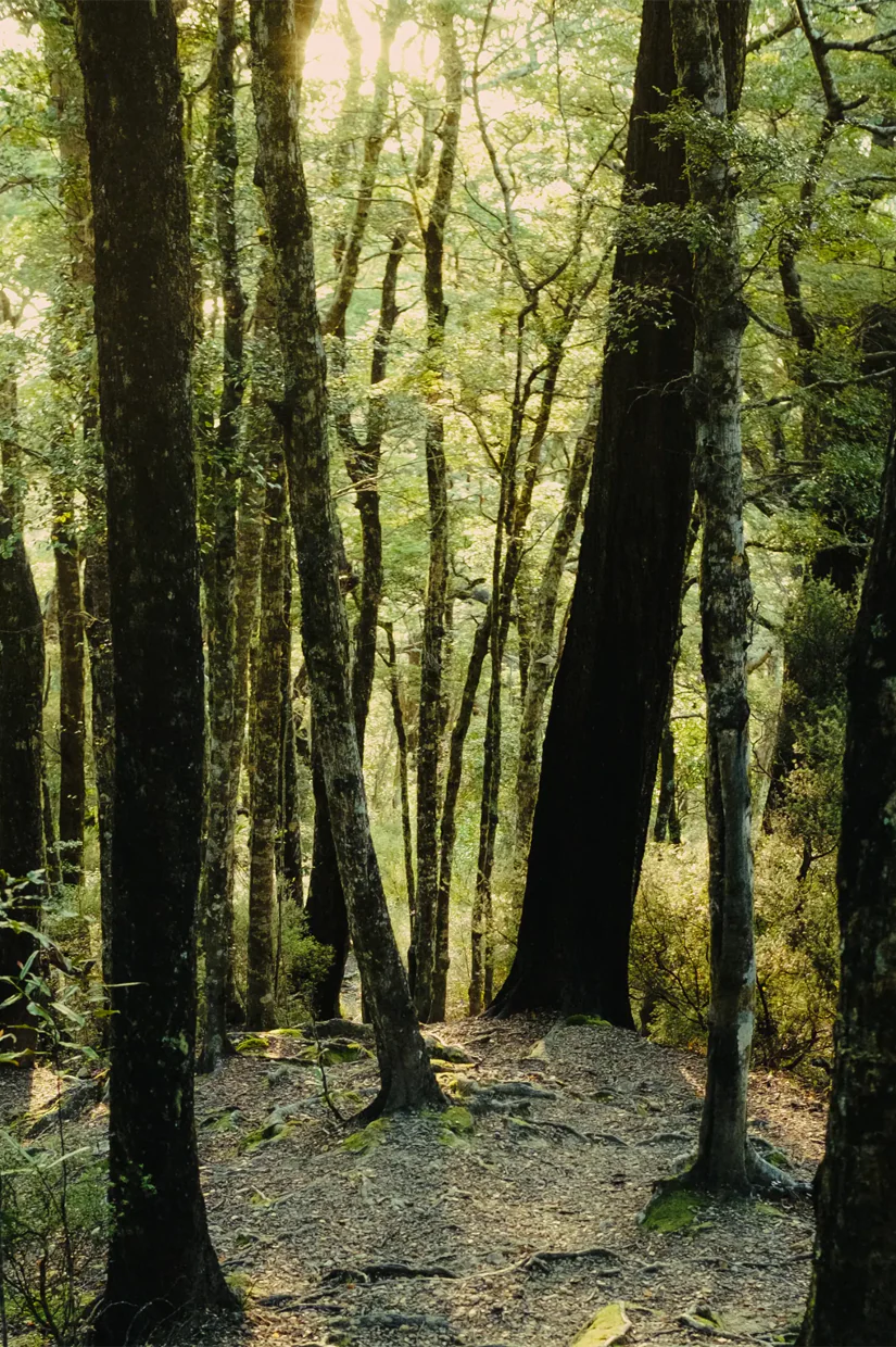 Abel Green Cedar - 6ml - Image 2